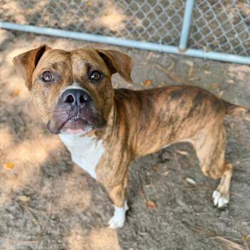 Lambo -  Mixed Breed Dog for Adoption in Milton, Florida - Lambo | PetCurious