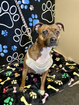 Mixed Breed Dogs Available for Adoption in Washington Court House, Ohio - Ally | PetCurious