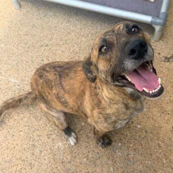 Mixed Breed Dogs Available for Adoption in Corinth, Mississippi - Hali | PetCurious