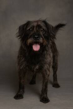 Rescue French Bulldog and Cairn Terrier Dogs for Adoption in Hardeeville, South Carolina - Spicey | PetCurious