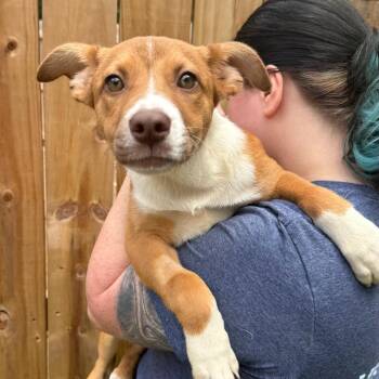 Mixed Breed Dogs Available for Adoption in Fredericksburg, Virginia - Getz | PetCurious