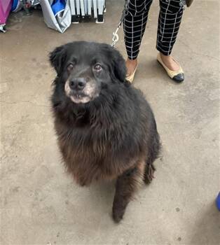 BRUNO -  Mixed Breed Dog for Adoption in Dallas, Texas - BRUNO | PetCurious
