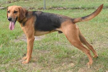 Hound and Mixed Breed Dogs Available for Adoption in Kingsland, Georgia - Beans | PetCurious