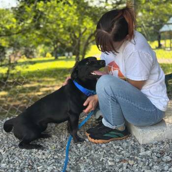 Noodle -  Mixed Breed Dog for Adoption in Hendersonville, North Carolina - Noodle | PetCurious