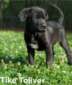 Labrador Retriever and Mountain Cur Dogs Available for Adoption in El Dorado, Arkansas - Tike | PetCurious