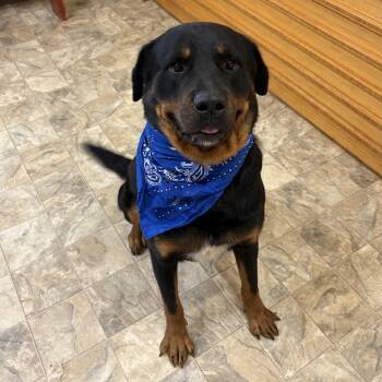 Eric -  Rottweiler Dog for Adoption in Pilot Point, Texas - Eric | PetCurious