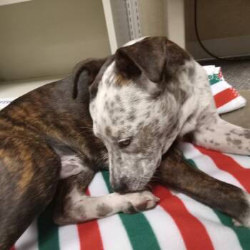 Cattle Dog and Pit Bull Terrier Dogs Available for Adoption - Sabaka | PetCurious