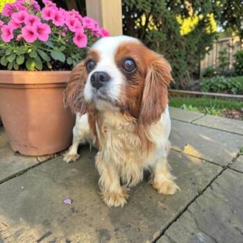 Cavalier King Charles Spaniel Dogs Available for Adoption - Lady | PetCurious