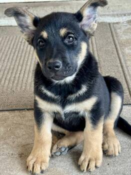 Shepherd Dogs Available for Adoption in Salt Lake City, Utah - Nancy Drew | PetCurious