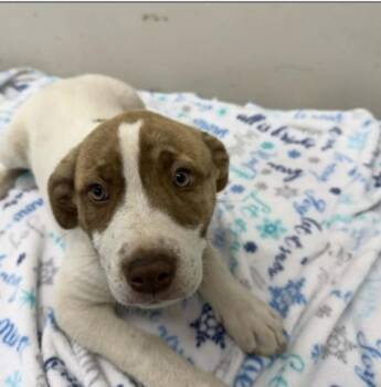 Sammi -  Great Pyrenees Dog for Adoption in Estes Park, Colorado - Sammi | PetCurious