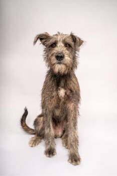 Care Bear -  Mixed Breed Dog for Adoption in Fort Worth, Texas - Care Bear | PetCurious