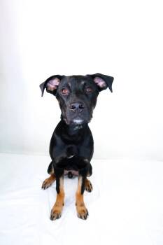 Theo -  Shepherd Dog for Adoption in Bixby, Oklahoma - Theo | PetCurious
