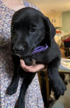 Labrador Retriever Dogs Available for Adoption in Garner, North Carolina - Mozzarella | PetCurious