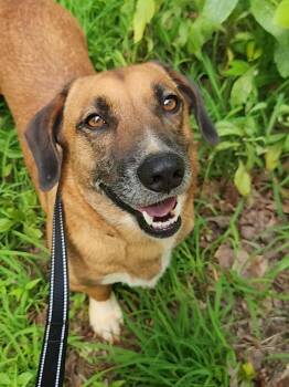 York -  Basset Hound and Beagle Dog for Adoption in Pelzer, South Carolina - York | PetCurious