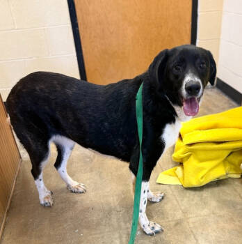 Rescue Shepherd Dogs for Adoption in Corinth, Mississippi - Velma 25D-348 | PetCurious