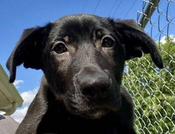 Clay -  Shepherd Dog for Adoption in Glasgow, Kentucky - Clay | PetCurious