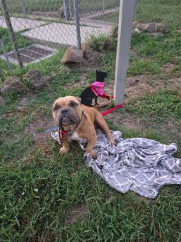 Angel -  Pit Bull Terrier Dog for Adoption in Humble, Texas - Angel | PetCurious
