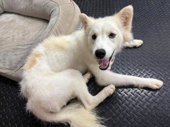 Shasta -  Shiba Inu and Husky Dog for Adoption in Middletown, Connecticut - Shasta | PetCurious