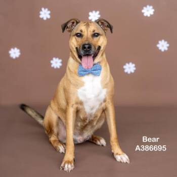 BEAR -  German Shepherd Dog and Australian Cattle Dog Blue Heeler Dog for Adoption in Conroe, Texas - BEAR | PetCurious