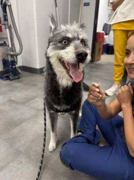 Husky and Mixed Breed Dogs Available for Adoption in Denver, Colorado - Presley | PetCurious