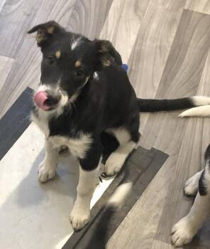 Border Collie and Australian Cattle Dog Blue Heeler Dogs Available for Adoption in Winter Park, Colorado - Sophie | PetCurious