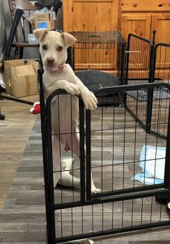 1463 Nellie -  Dachshund and Mixed Breed Dog for Adoption in Plymouth, Michigan - 1463 Nellie | PetCurious