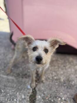 Jimothy -  Yorkshire Terrier Dog for Adoption in Covington, Louisiana - Jimothy | PetCurious
