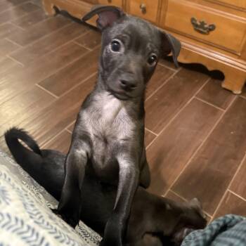Crumb -  Chihuahua and Australian Cattle Dog Blue Heeler Dog for Adoption in Pflugerville, Texas - Crumb | PetCurious