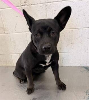 French Bulldog and Mixed Breed Dogs Available for Adoption - WINNIE | PetCurious