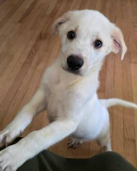 Van -  Mixed Breed Dog for Adoption in Kenosha, Wisconsin - Van | PetCurious