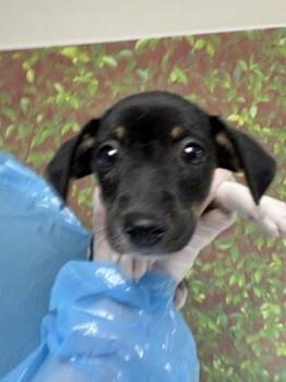 Chihuahua and Mixed Breed Dogs Available for Adoption in San Antonio, Texas - Tipo | PetCurious