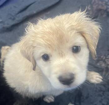 MEADOW -  Mixed Breed Dog for Adoption in Dallas, Texas - MEADOW | PetCurious