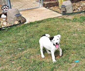 Catahoula Leopard Dog and Mixed Breed Dogs Available for Adoption in San Antonio, Texas - Miss Piggy | PetCurious