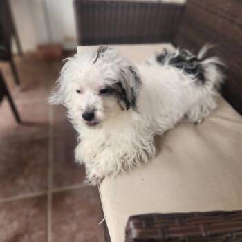 Vanilla -  Terrier and Mixed Breed Dog for Adoption in Las Vegas, Nevada - Vanilla | PetCurious