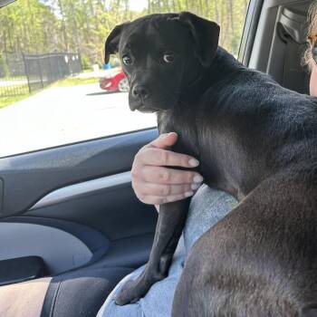 Mixed Breed Dogs Available for Adoption in Greensboro, North Carolina - Cheese Curd | PetCurious