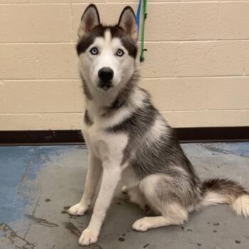 ASPEN -  Mixed Breed Dog for Adoption in Memphis, Tennessee - ASPEN | PetCurious