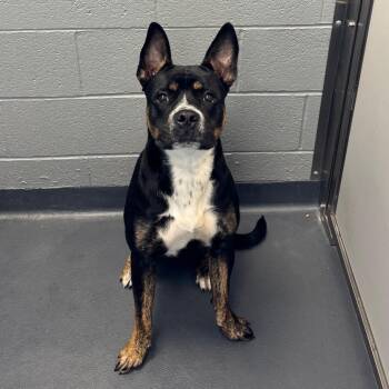 Vulcan -  Mixed Breed Dog for Adoption in Allentown, Pennsylvania - Vulcan | PetCurious