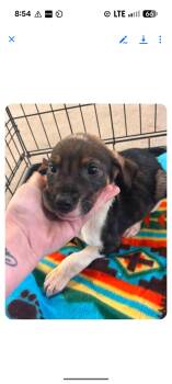 DREW -  Beagle Dog for Adoption in Pemberton Township, New Jersey - DREW | PetCurious