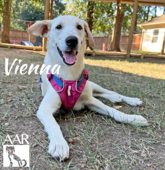 Labrador Retriever Dogs Available for Adoption in Magnolia, Texas - Vienna | PetCurious