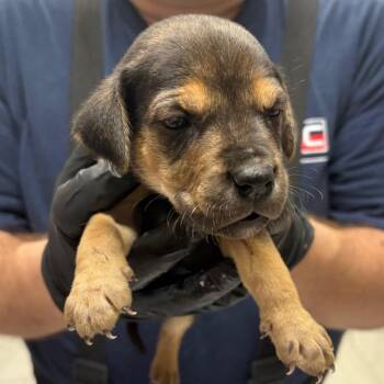 Mixed Breed Dogs Available for Adoption in Lufkin, Texas - Cinna | PetCurious