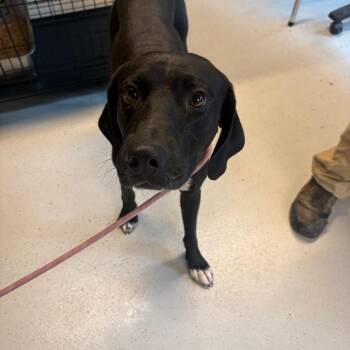 Barrett -  Mixed Breed Dog for Adoption in Huntington, West Virginia - Barrett | PetCurious