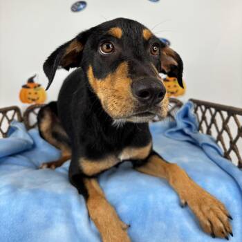 Mel -  Doberman Pinscher and Mixed Breed Dog for Adoption in Fort Wayne, Indiana - Mel | PetCurious