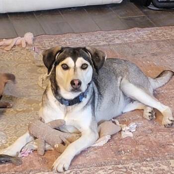 Molly -  Siberian Husky and Mixed Breed Dog for Adoption in Rockville, Maryland - Molly | PetCurious