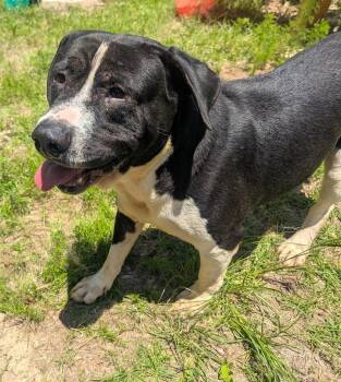 SILAS - Sponsored Adoption Fee -  American Bulldog Dog for Adoption in Fosters, Alabama - SILAS - Sponsored Adoption Fee | PetCurious