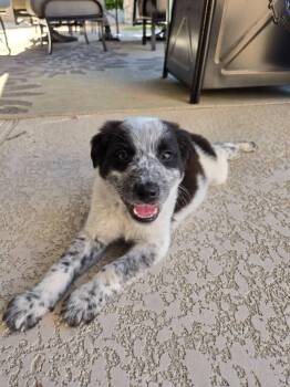 Sheep Dog and Poodle Dogs Available for Adoption in Mesa, Arizona - Howie | PetCurious