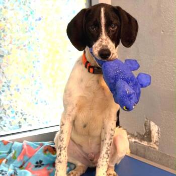 Dean -  Hound and Mixed Breed Dog for Adoption in Falls Church, Virginia - Dean | PetCurious