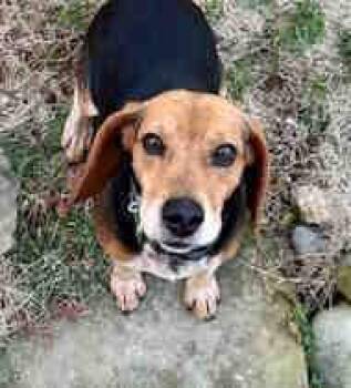 Beagle Dogs Available for Adoption - Budweiser | PetCurious