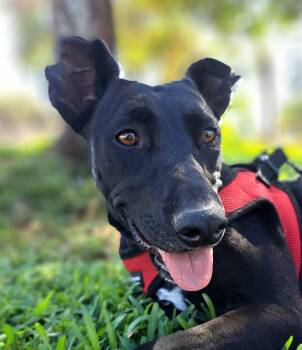 Tati -  Labrador Retriever and Terrier Dog for Adoption in Santa Ana, California - Tati | PetCurious