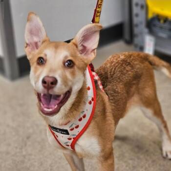 Rescue Labrador Retriever and German Shepherd Dog Dogs for Adoption in Farmington, Minnesota - Kodiak | PetCurious