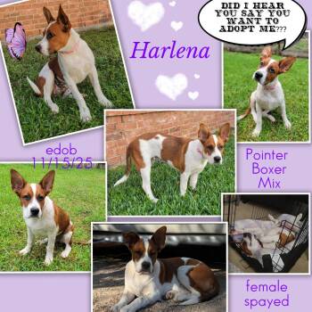 Pointer and Boxer Dogs Available for Adoption in Missouri City, Texas - Harlena MV14303-T | PetCurious